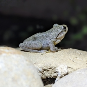 Litoria peronii at Thurgoona, NSW - 3 Mar 2023 10:36 PM