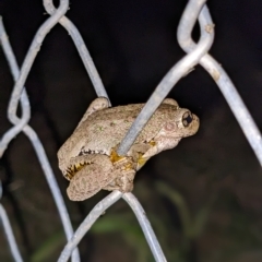 Litoria peronii at Thurgoona, NSW - 3 Mar 2023 10:36 PM