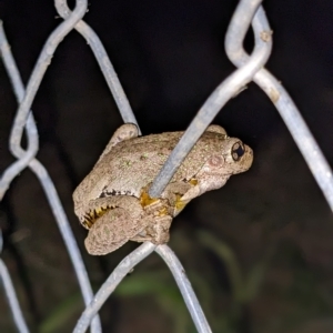 Litoria peronii at Thurgoona, NSW - 3 Mar 2023