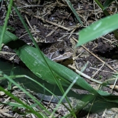 Limnodynastes tasmaniensis (Spotted Grass Frog) at Thurgoona, NSW - 3 Mar 2023 by ChrisAllen