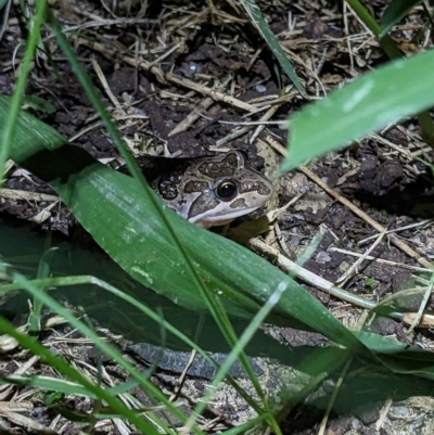 Limnodynastes tasmaniensis (Spotted Grass Frog) at Thurgoona, NSW - 3 Mar 2023 by ChrisAllen