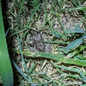 Limnodynastes tasmaniensis at Albury - 3 Mar 2023