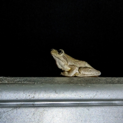 Litoria peronii (Peron's Tree Frog, Emerald Spotted Tree Frog) at Thurgoona, NSW - 3 Mar 2023 by ChrisAllen