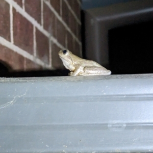 Litoria peronii at Albury - 3 Mar 2023 10:31 PM