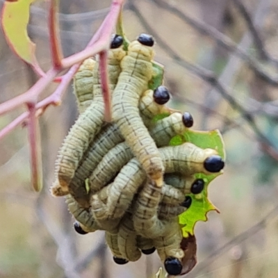 Pseudoperga sp. (genus) (Sawfly, Spitfire) at O'Malley, ACT - 3 Mar 2023 by Mike