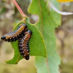 Paropsis variolosa (Variolosa leaf beetle) at Mount Mugga Mugga - 11 Mar 2023 by Mike