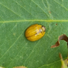 Paropsisterna cloelia (Eucalyptus variegated beetle) at O'Malley, ACT - 4 Mar 2023 by Mike