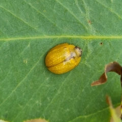 Paropsisterna cloelia (Eucalyptus variegated beetle) at Mount Mugga Mugga - 3 Mar 2023 by Mike