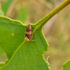 Brunotartessus fulvus (Yellow-headed Leafhopper) at O'Malley, ACT - 3 Mar 2023 by Mike