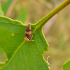 Brunotartessus fulvus (Yellow-headed Leafhopper) at Mount Mugga Mugga - 3 Mar 2023 by Mike