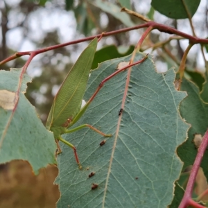 Caedicia simplex at O'Malley, ACT - 4 Mar 2023 10:21 AM