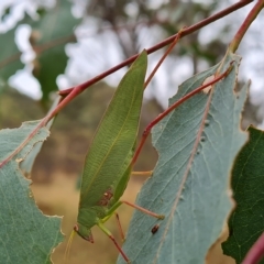 Caedicia simplex at O'Malley, ACT - 4 Mar 2023