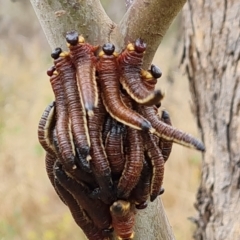 Perginae sp. (subfamily) (Unidentified pergine sawfly) at O'Malley, ACT - 4 Mar 2023 by Mike