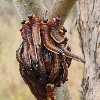 Perginae sp. (subfamily) (Unidentified pergine sawfly) at O'Malley, ACT - 4 Mar 2023 by Mike