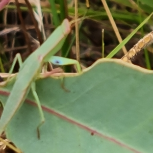 Orthodera ministralis at O'Malley, ACT - 4 Mar 2023