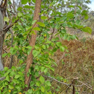 Ulmus procera (English Elm) at O'Malley, ACT - 3 Mar 2023 by Mike