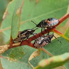 Oechalia schellenbergii (Spined Predatory Shield Bug) at O'Malley, ACT - 4 Mar 2023 by Mike