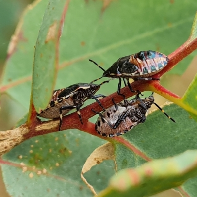 Oechalia schellenbergii (Spined Predatory Shield Bug) at O'Malley, ACT - 3 Mar 2023 by Mike