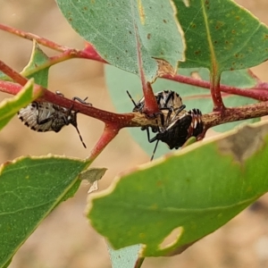 Oechalia schellenbergii at O'Malley, ACT - 4 Mar 2023 09:51 AM