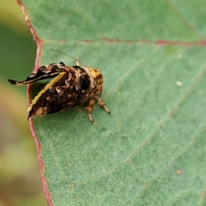 Hypertropha tortriciformis at O'Malley, ACT - 4 Mar 2023