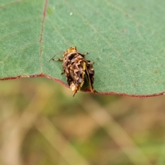 Hypertropha tortriciformis at O'Malley, ACT - 4 Mar 2023