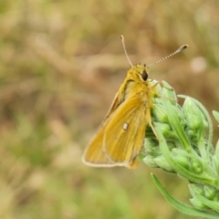 Trapezites luteus (Yellow Ochre, Rare White-spot Skipper) at Mount Mugga Mugga - 3 Mar 2023 by Mike