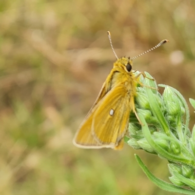 Trapezites luteus (Yellow Ochre, Rare White-spot Skipper) at O'Malley, ACT - 4 Mar 2023 by Mike