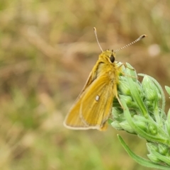 Trapezites luteus (Yellow Ochre, Rare White-spot Skipper) at O'Malley, ACT - 3 Mar 2023 by Mike