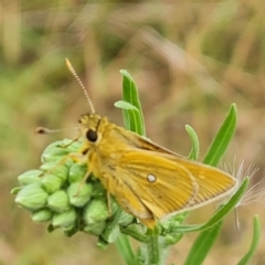 Trapezites luteus at O'Malley, ACT - 4 Mar 2023 09:48 AM