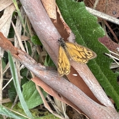 Geitoneura acantha (Ringed Xenica) at Googong Reservoir - 4 Mar 2023 by Mavis