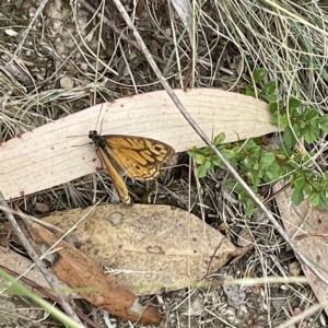 Geitoneura acantha at Googong, NSW - 4 Mar 2023 10:28 AM