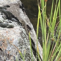 Intellagama lesueurii howittii at Googong, NSW - 4 Mar 2023