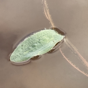 Ottelia ovalifolia at Googong, NSW - 4 Mar 2023 10:02 AM