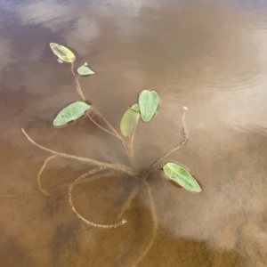 Ottelia ovalifolia at Googong, NSW - 4 Mar 2023 10:02 AM