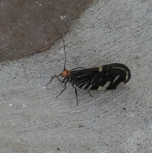 Porismus strigatus at Borough, NSW - 2 Mar 2023