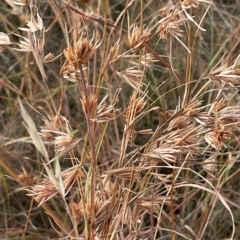 Themeda triandra (Kangaroo Grass) at Googong, NSW - 4 Mar 2023 by Mavis