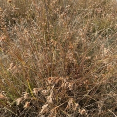 Themeda triandra at Googong, NSW - 4 Mar 2023