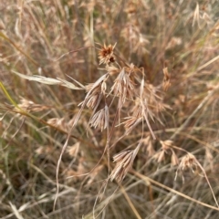 Themeda triandra at Googong, NSW - 4 Mar 2023