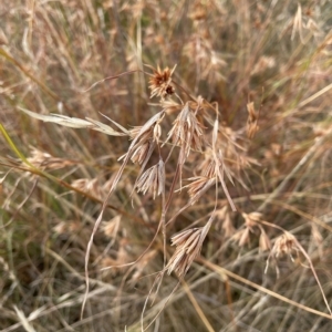 Themeda triandra at Googong, NSW - 4 Mar 2023