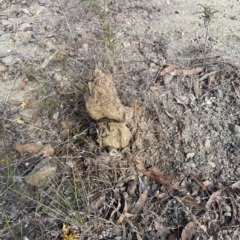 Pisolithus sp. (Pisolithus) at Googong Foreshore - 3 Mar 2023 by Mavis