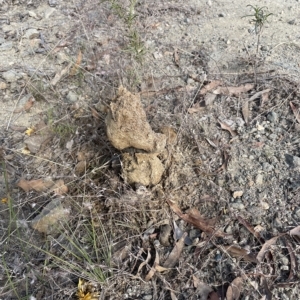 Pisolithus sp. at Googong, NSW - 4 Mar 2023