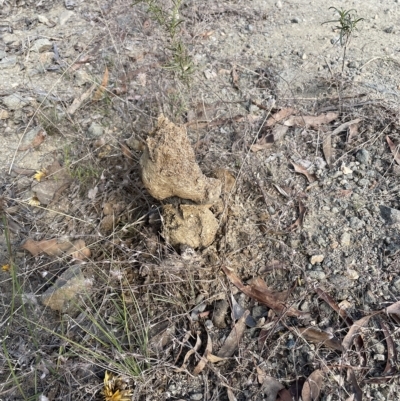 Pisolithus sp. (Pisolithus) at Googong Foreshore - 3 Mar 2023 by Mavis