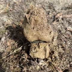 Pisolithus sp. at Googong, NSW - 4 Mar 2023