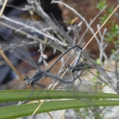 Austroargiolestes icteromelas (Common Flatwing) at Borough, NSW - 2 Mar 2023 by Paul4K