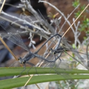 Austroargiolestes icteromelas at Borough, NSW - suppressed