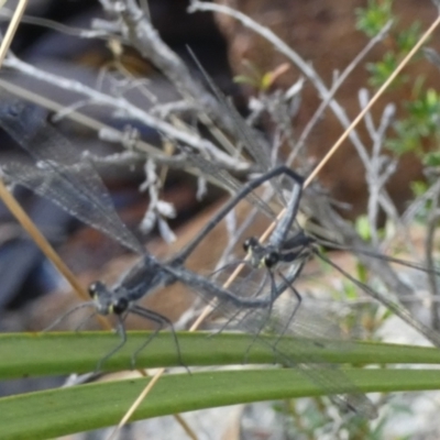 Austroargiolestes icteromelas (Common Flatwing) at QPRC LGA - 2 Mar 2023 by Paul4K