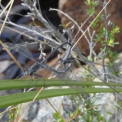 Austroargiolestes icteromelas at Borough, NSW - suppressed