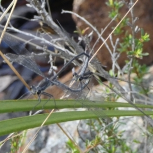 Austroargiolestes icteromelas at Borough, NSW - suppressed