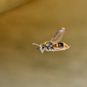 Eumeninae (subfamily) at Weston, ACT - 31 Jan 2023 10:30 AM