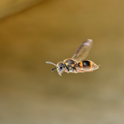 Eumeninae (subfamily) (Unidentified Potter wasp) at Weston, ACT - 30 Jan 2023 by Kenp12